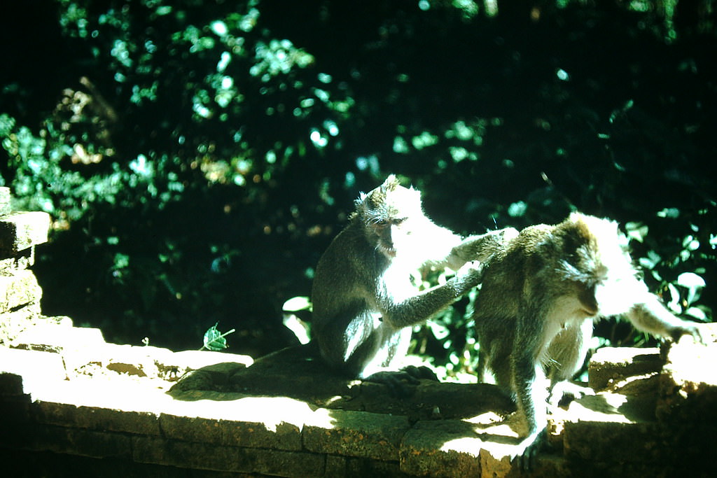 Monkeys of Sacred Forest- Bali, Indonesia, 1952