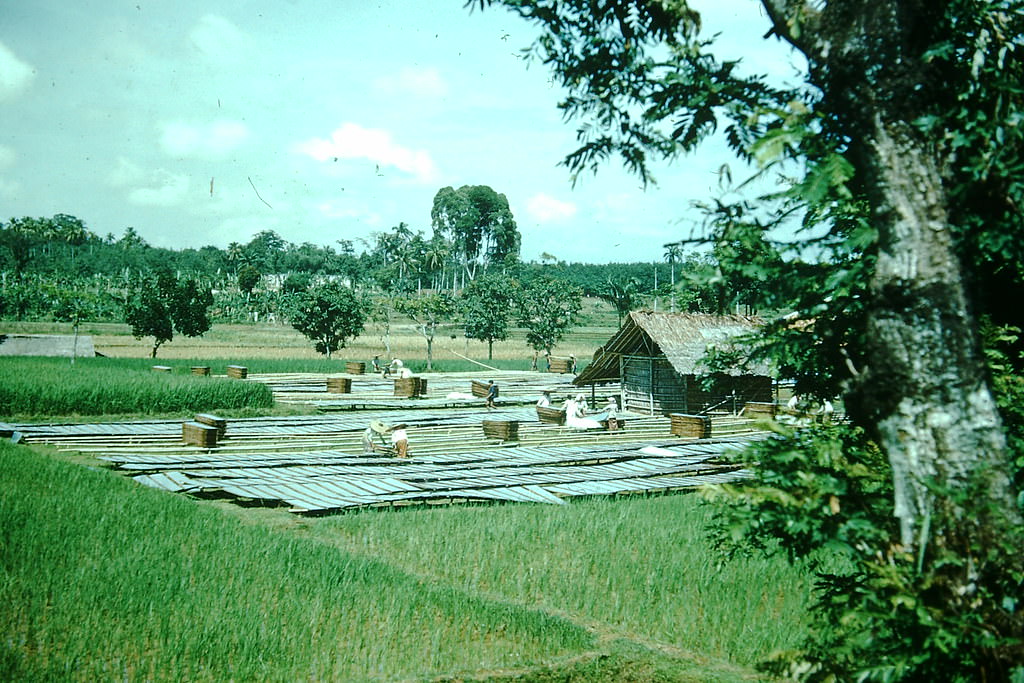 Working Nenone in Jakarta, Indonesia, 1952