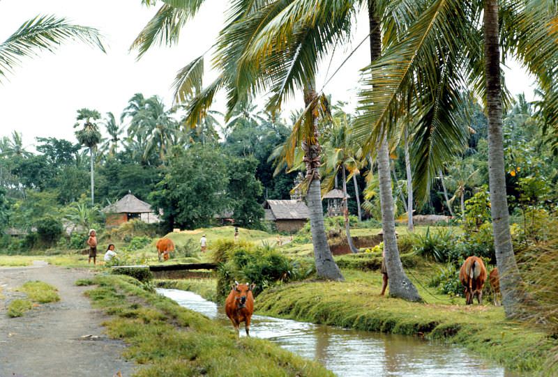Near Ubud, Bali, 1970s