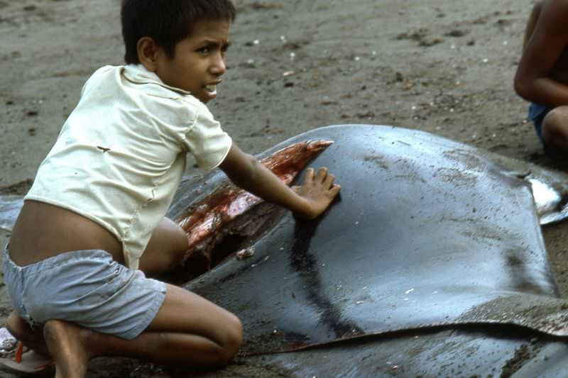 Flores boy with manta ray, 1970s