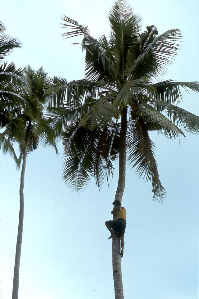 Palm climber, Flores island, 1970s