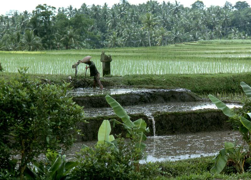 Bali rice tending, 1970s