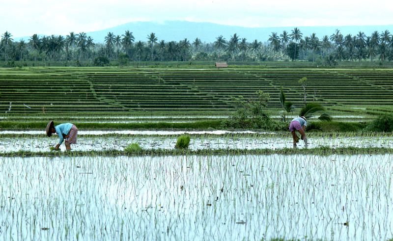 Bali rice tending, 1970s