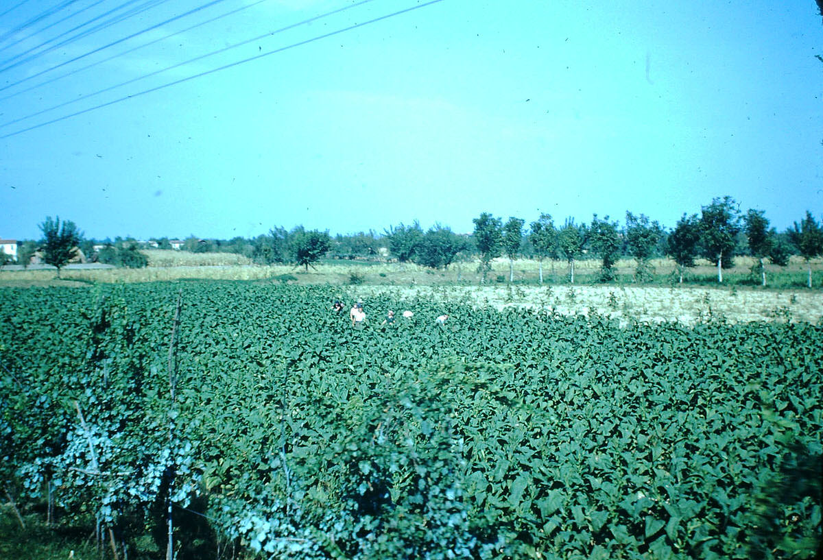 Florence (From Train), Italy, 1954.