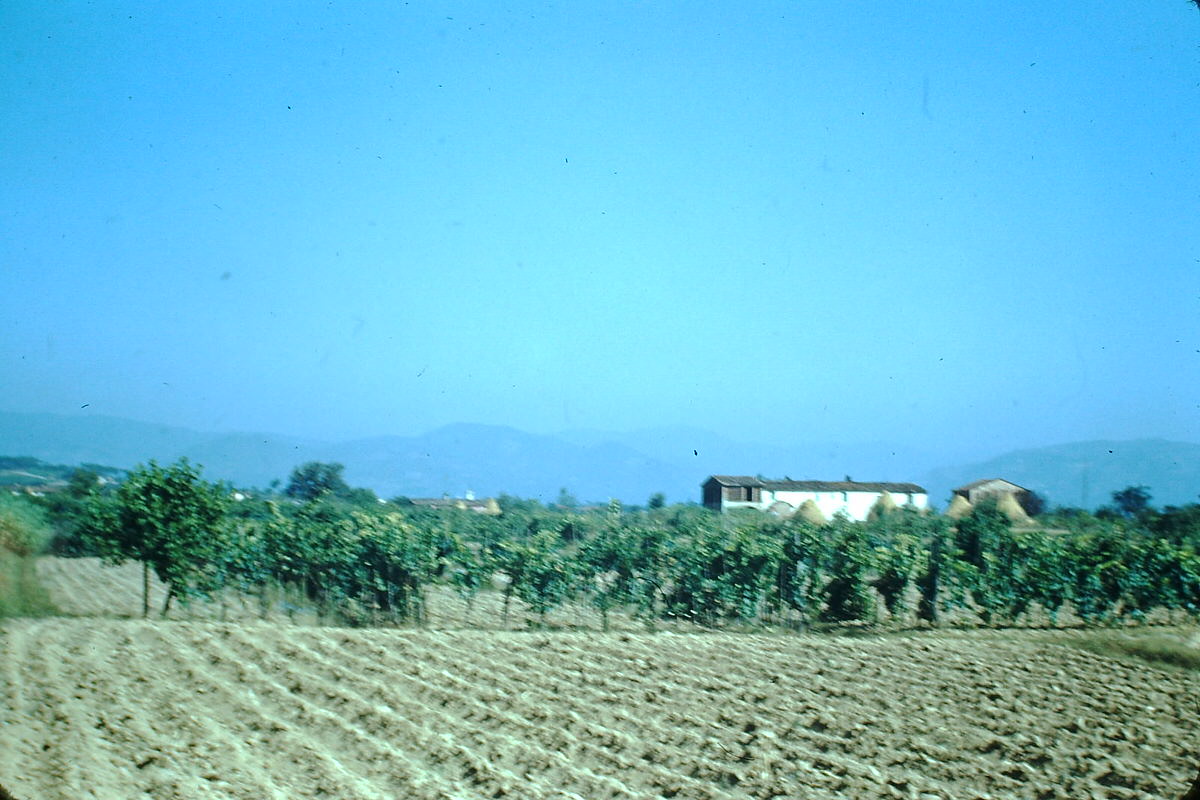 Farm Near Florence, Italy, 1954.