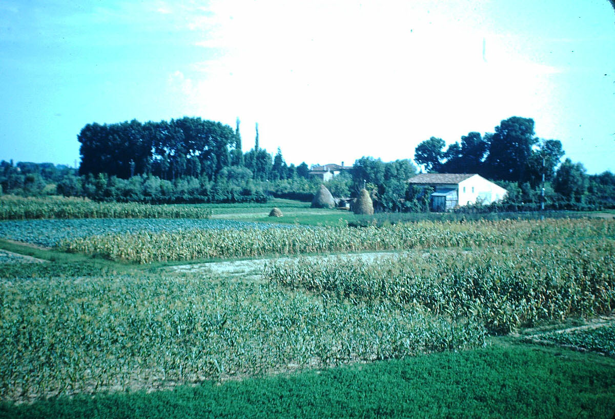 Country, Florence, Italy, 1954.