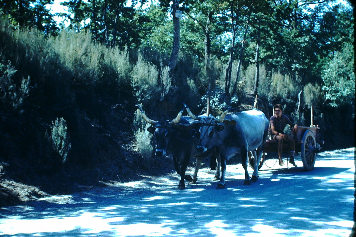 Oxen on way to Perugia, Italy, 1954.