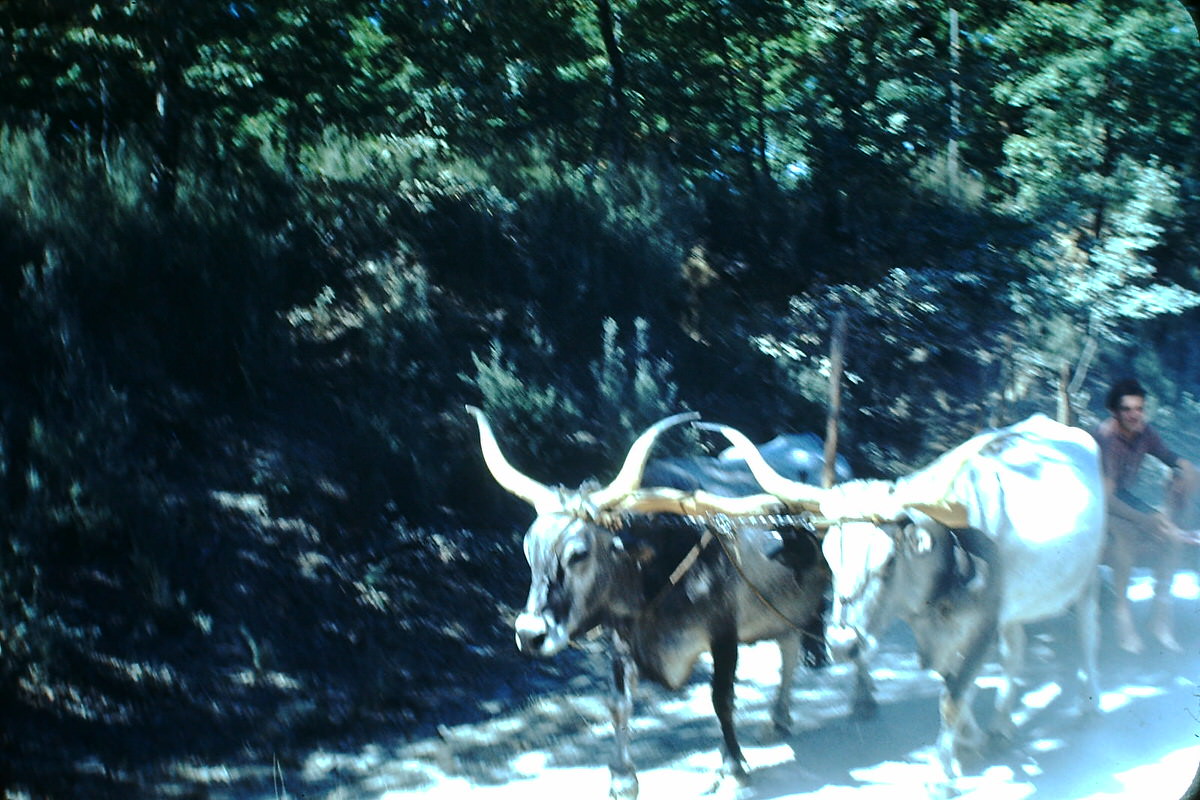 Oxen on way to Perugia, Italy, 1954.