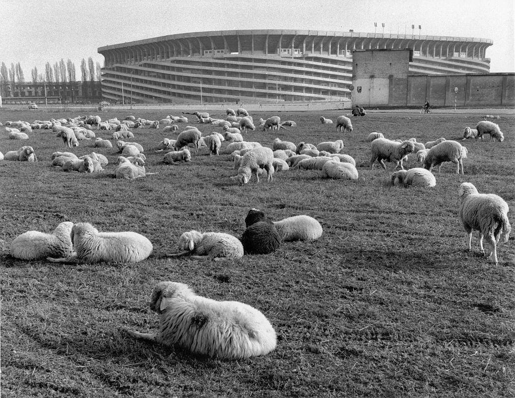 Seep grazing in the grass near San Siro stadium, Milan, 1960s.
