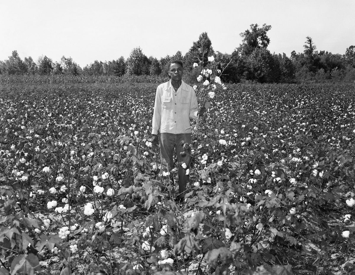 Portrait in a Cotton Field, no date Ernest C Withers