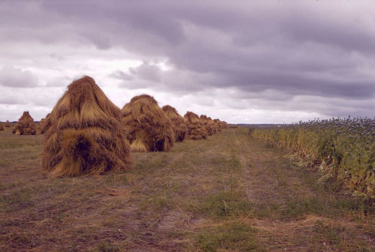 Haystacks, somewhere in the Netherlands, 1961