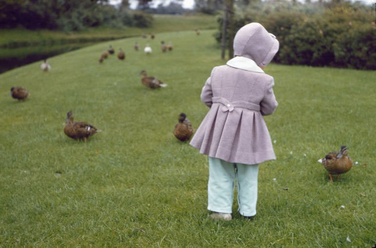 Little girl and ducks, somewhere in the Netherlands, 1961