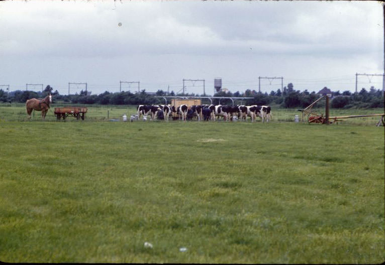 Milking station in a field, somewhere in the Netherlands, 1961