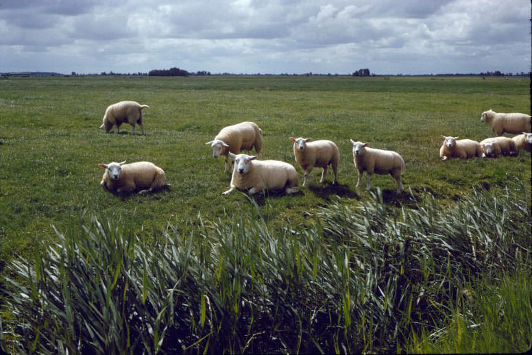 Sheep in a field, somewhere in the Netherlands, 1961