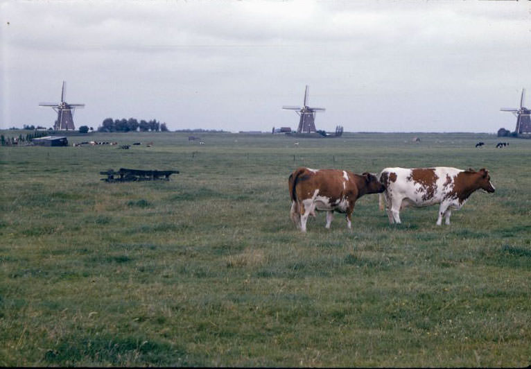 Cattle at pasture, with windmills, somewhere in the Netherlands, 1961