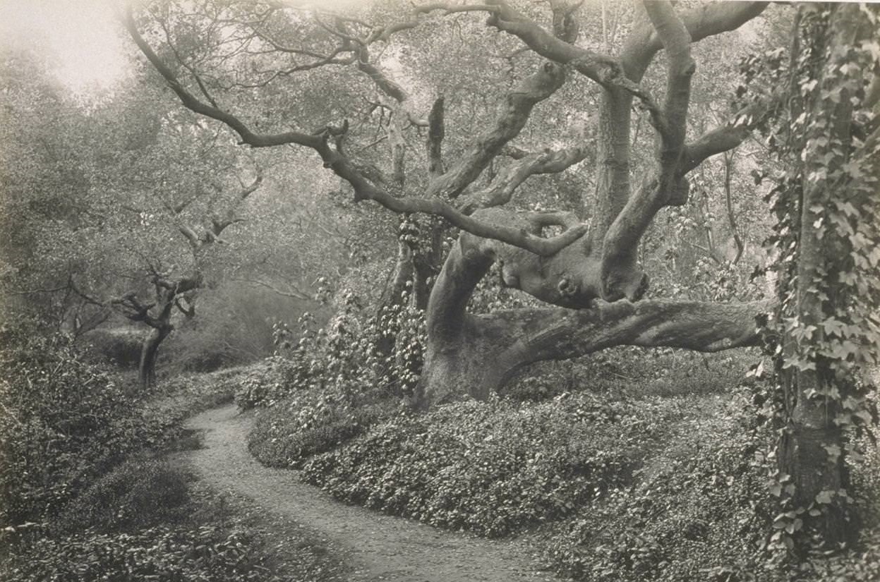 Under the Oaks, Mosswood Park, Oakland, 1930s