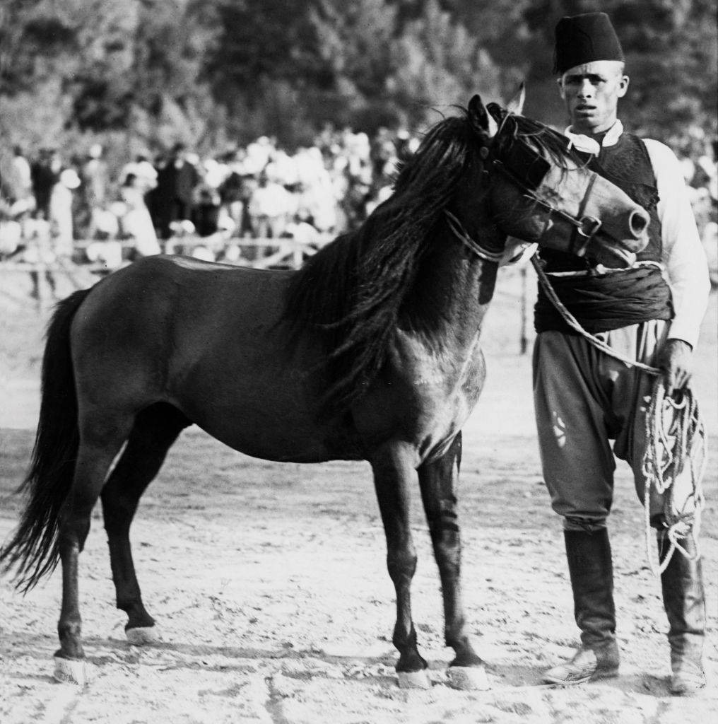 A pony breeder in Rhodes, 1935.