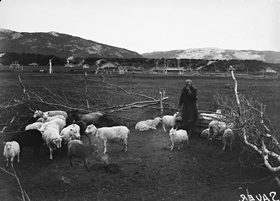 Girl with sheeps in Børselv, Porsanger in Norway. Date: 1880-1906.