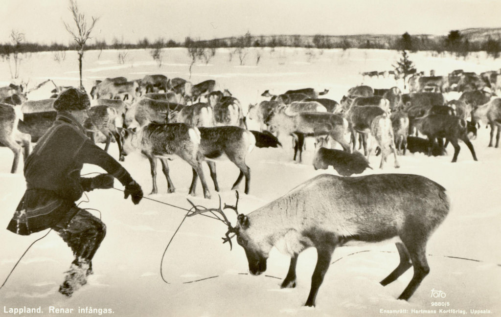 Lappland in Sweden. Catching reindeers. Sweden.