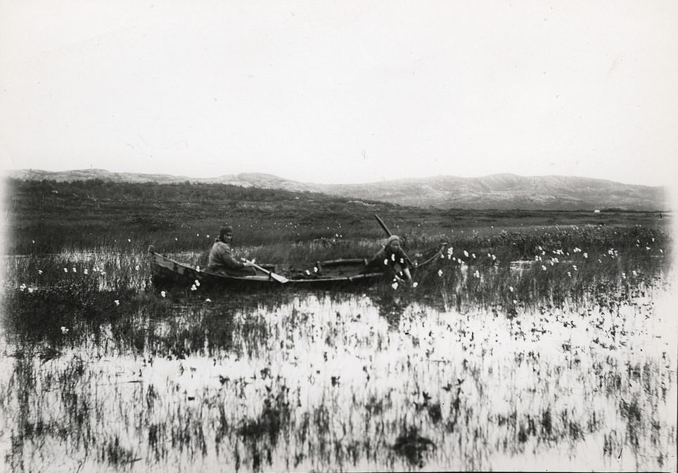 Two people in a boat sinking sedge grass. Kirkenes, Sør-Varanger, Norway