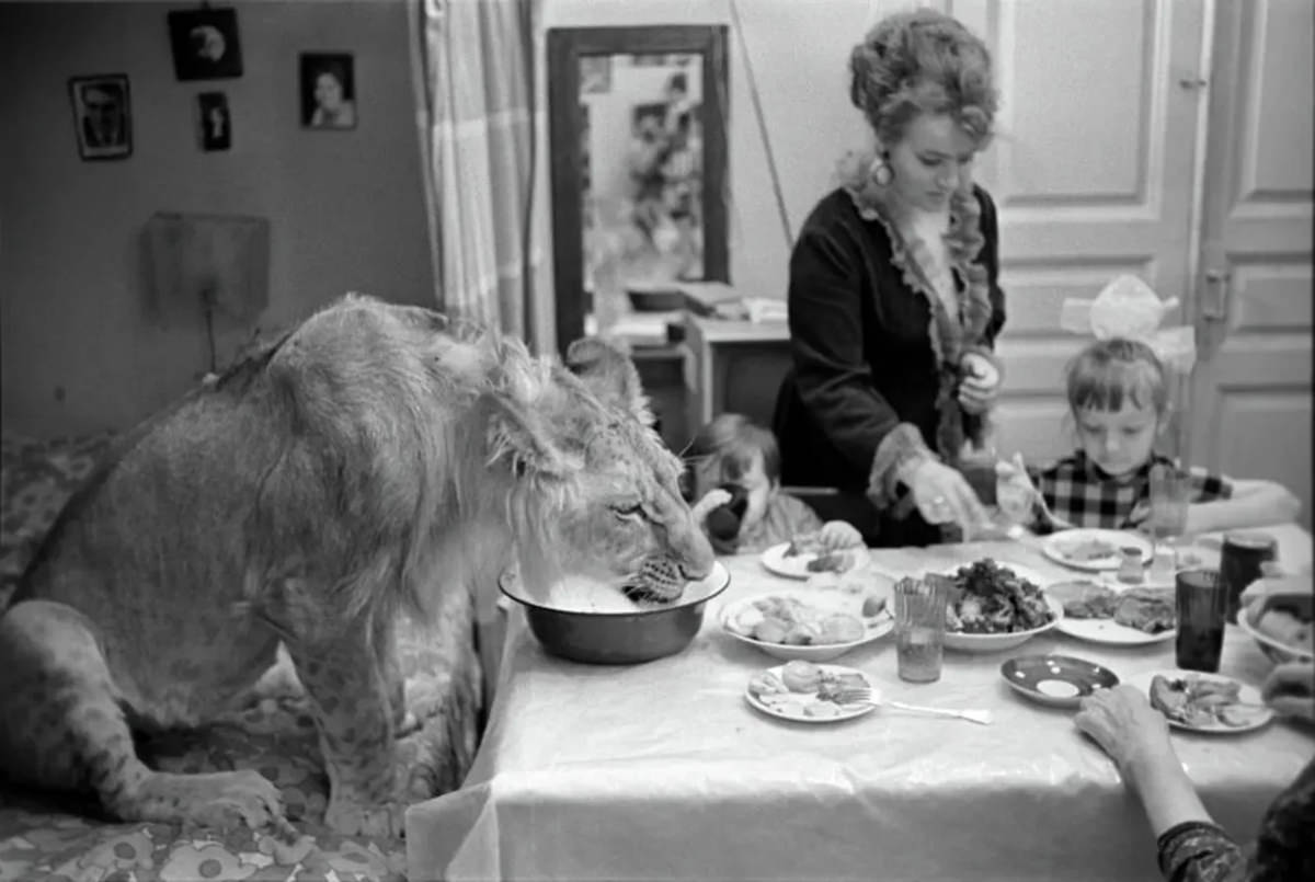 The Tragic Story of a Soviet Family Who Raised Lions as their Pets in the 1970s