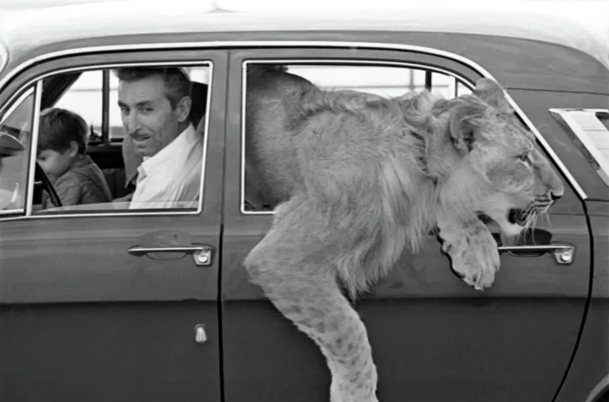 The Tragic Story of a Soviet Family Who Raised Lions as their Pets in the 1970s