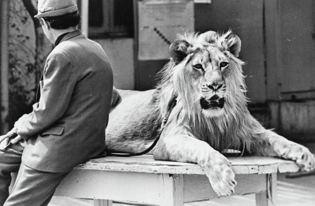 The Tragic Story of a Soviet Family Who Raised Lions as their Pets in the 1970s