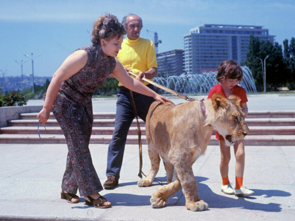 The Tragic Story of a Soviet Family Who Raised Lions as their Pets in the 1970s