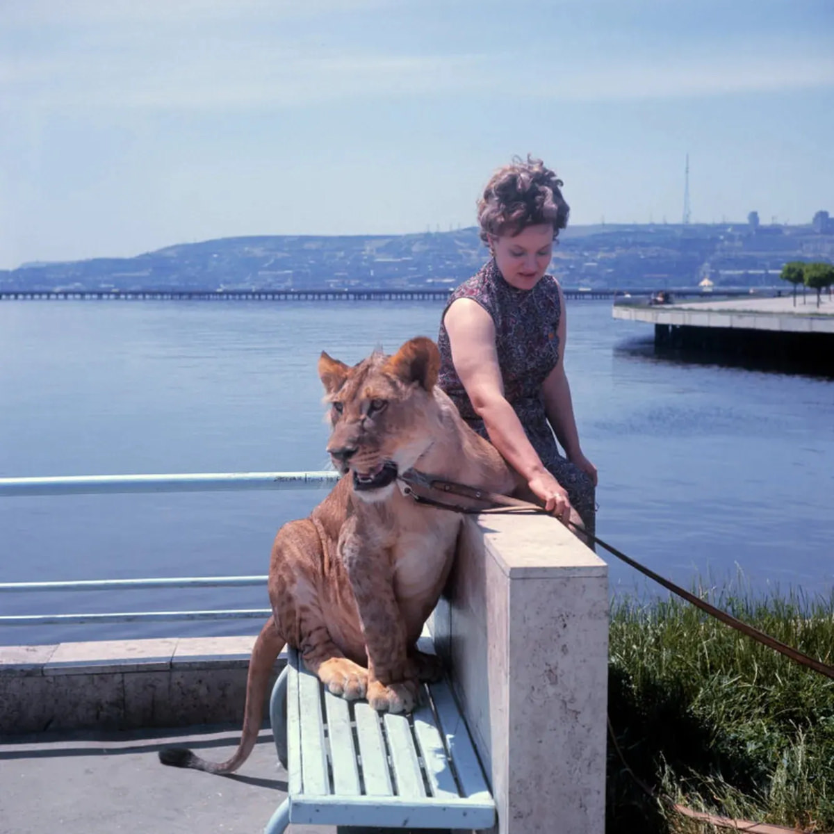 The Tragic Story of a Soviet Family Who Raised Lions as their Pets in the 1970s