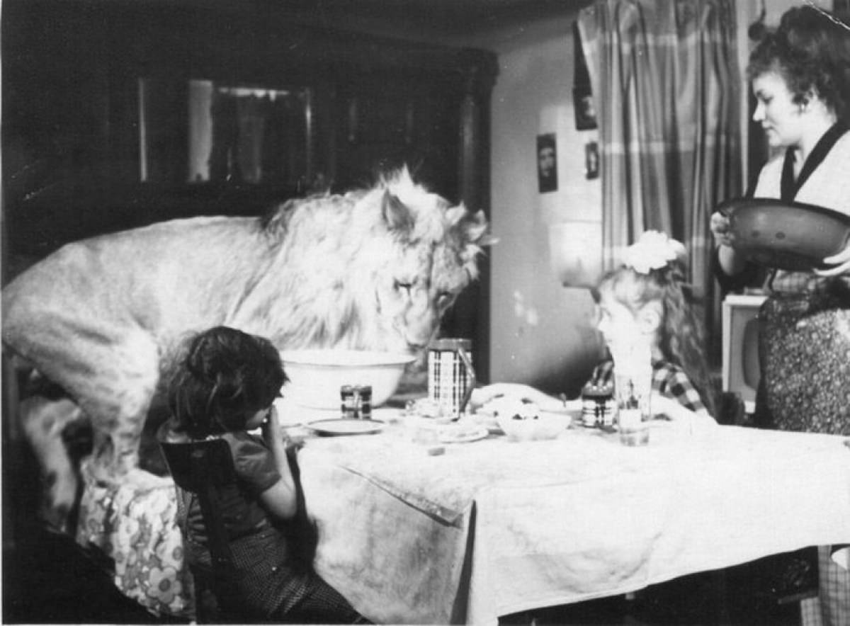 The Tragic Story of a Soviet Family Who Raised Lions as their Pets in the 1970s