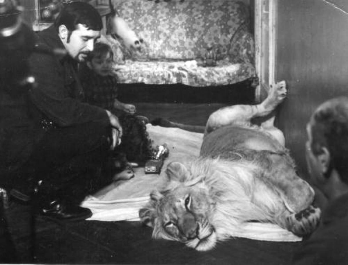 The Tragic Story of a Soviet Family Who Raised Lions as their Pets in the 1970s