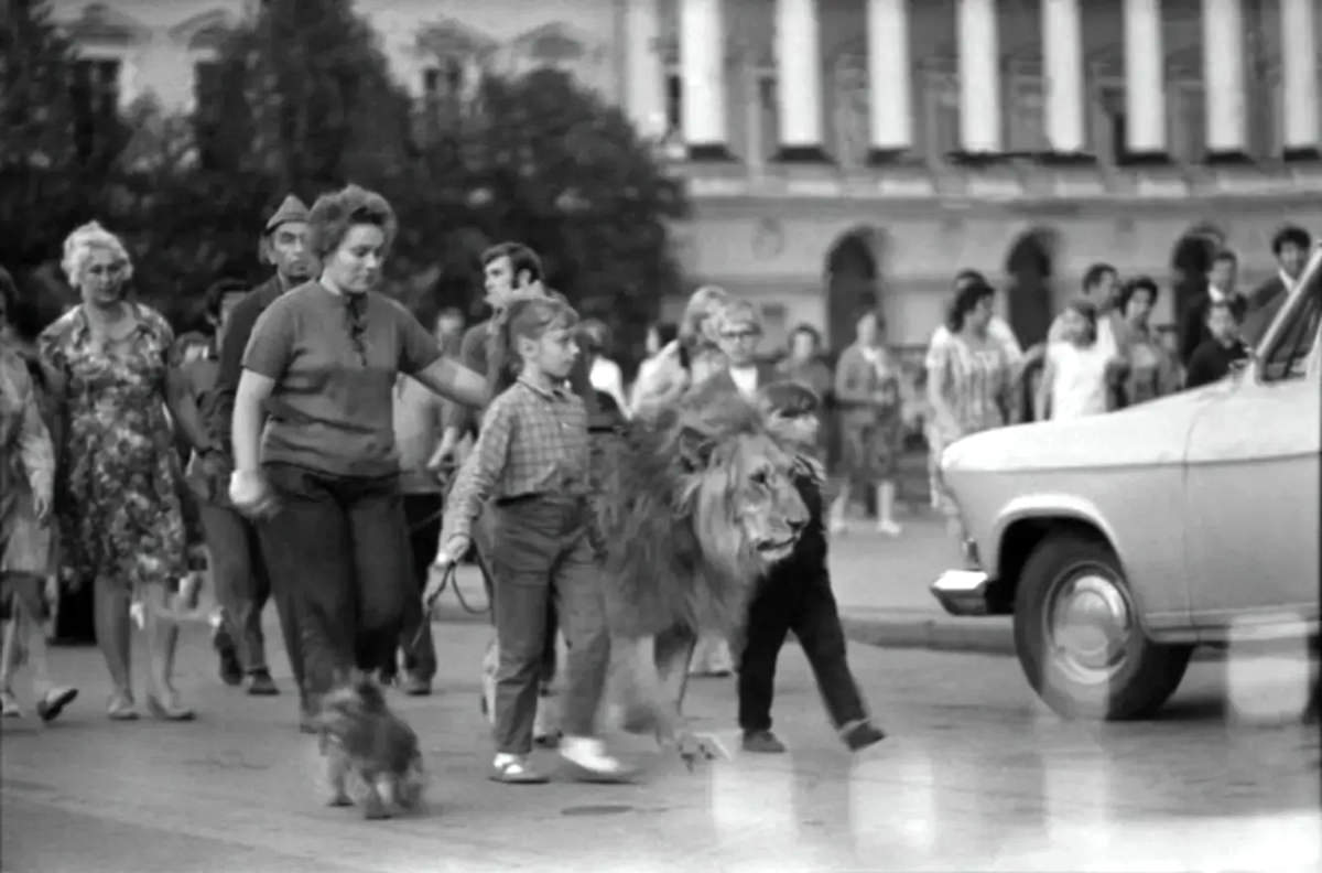 The Tragic Story of a Soviet Family Who Raised Lions as their Pets in the 1970s