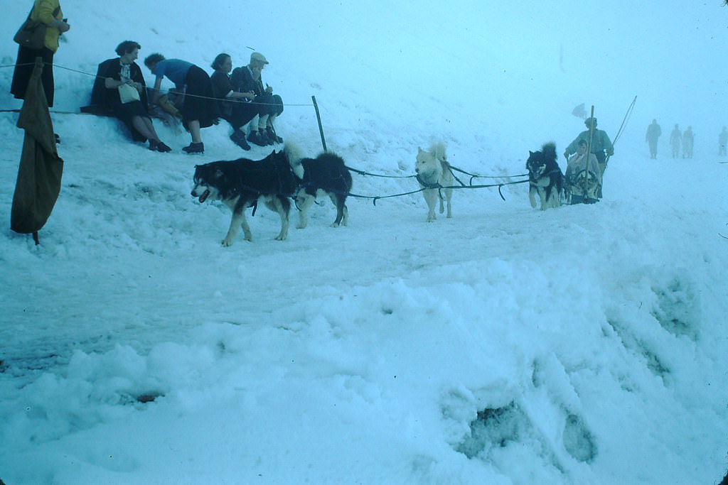 Dog Team at Jungfraujoch, Switzerland, 1953