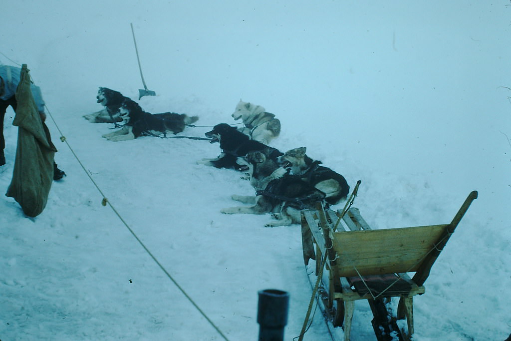 Dog Team at Jungfraujoch, Switzerland, 1953