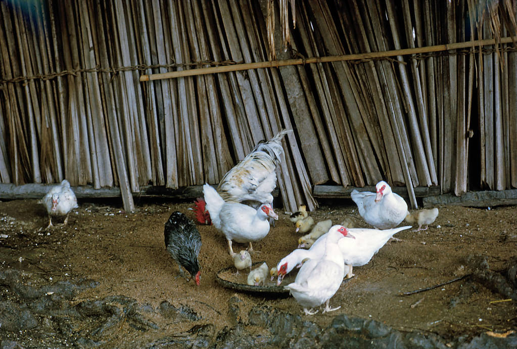 Bacau ducks & chickens, Timor, 1970s