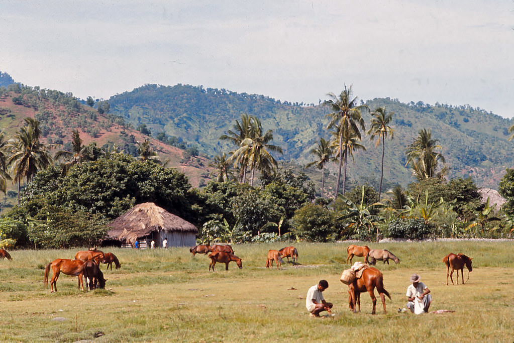 Dili Sunday market - horsepark, Timor, 1970s