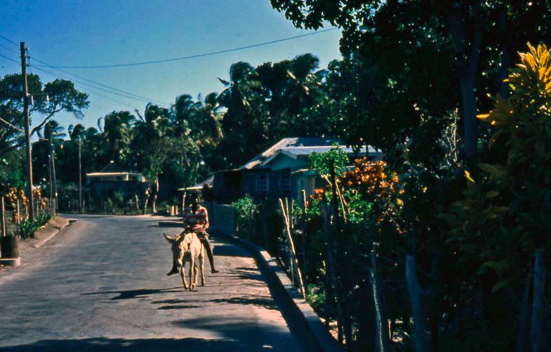 Boy on a donkey, Nevis, 1960s