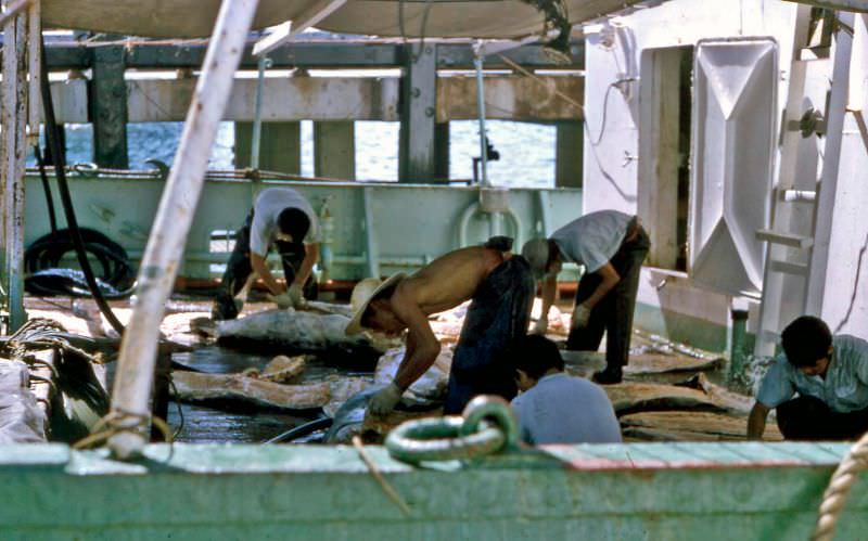 Japanese tuna fishing, Sint Maarten, 1960s