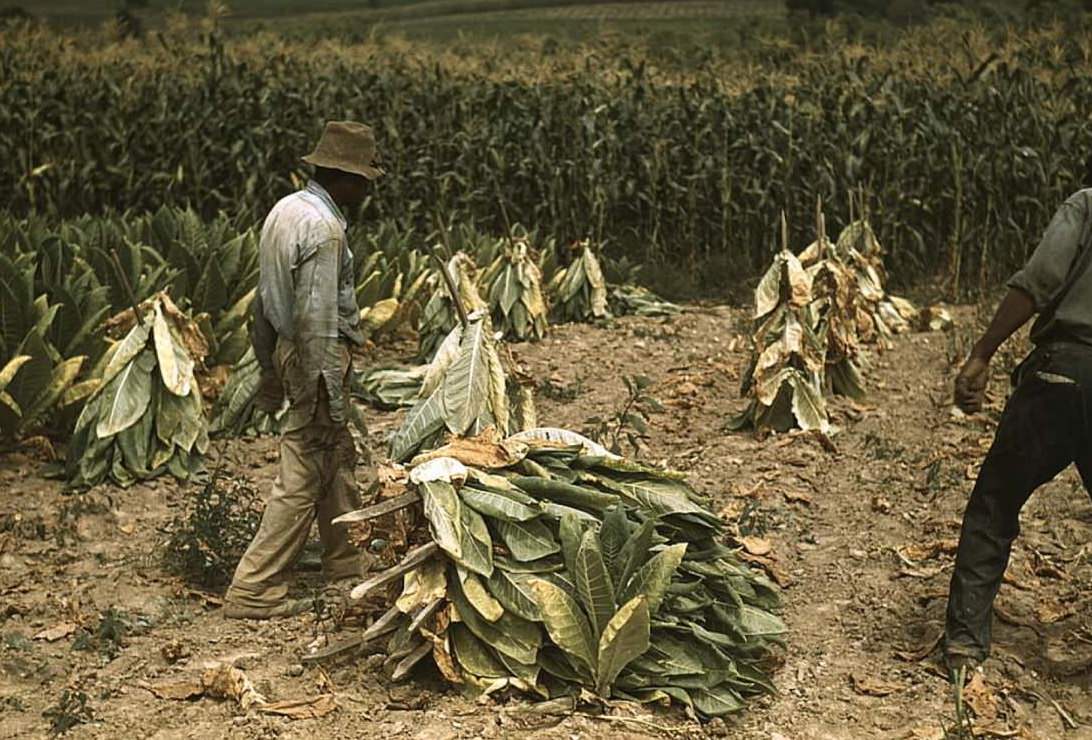 Tobacco workers at the Russell Spears’ farm, Lexington, Kentucky, 1940.