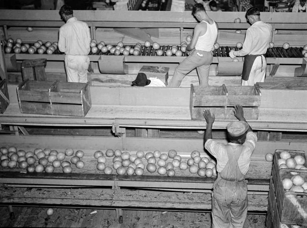 Workers packing citrus for distribution, 1939.