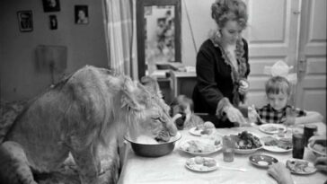 The Tragic Story of a Soviet Family Who Raised Lions as their Pets in the 1970s