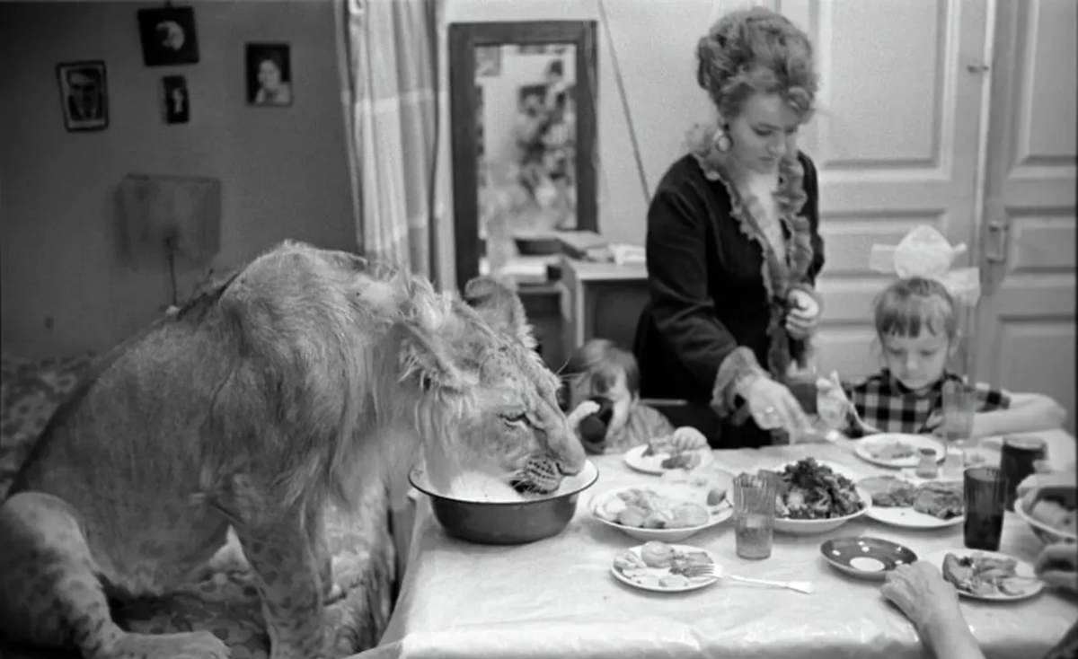 The Tragic Story of a Soviet Family Who Raised Lions as their Pets in the 1970s