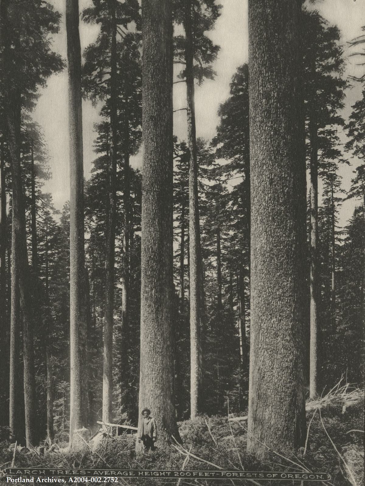 Larch trees, 1903