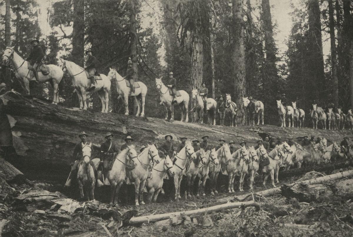 United States Cavalry, 1904