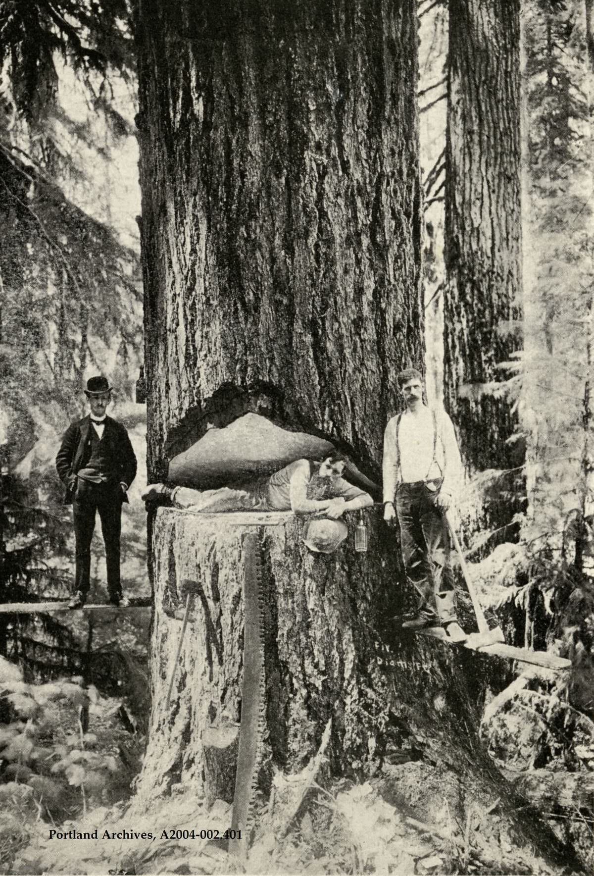 Large Fir Tree, 1905