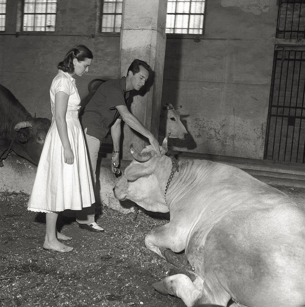 The actress Lucia Bosè with her husband, the bullfighter Luis Miguel Dominguìn, who pets a bull's head, in the course of the 17th Venice Intenational Film Festival.