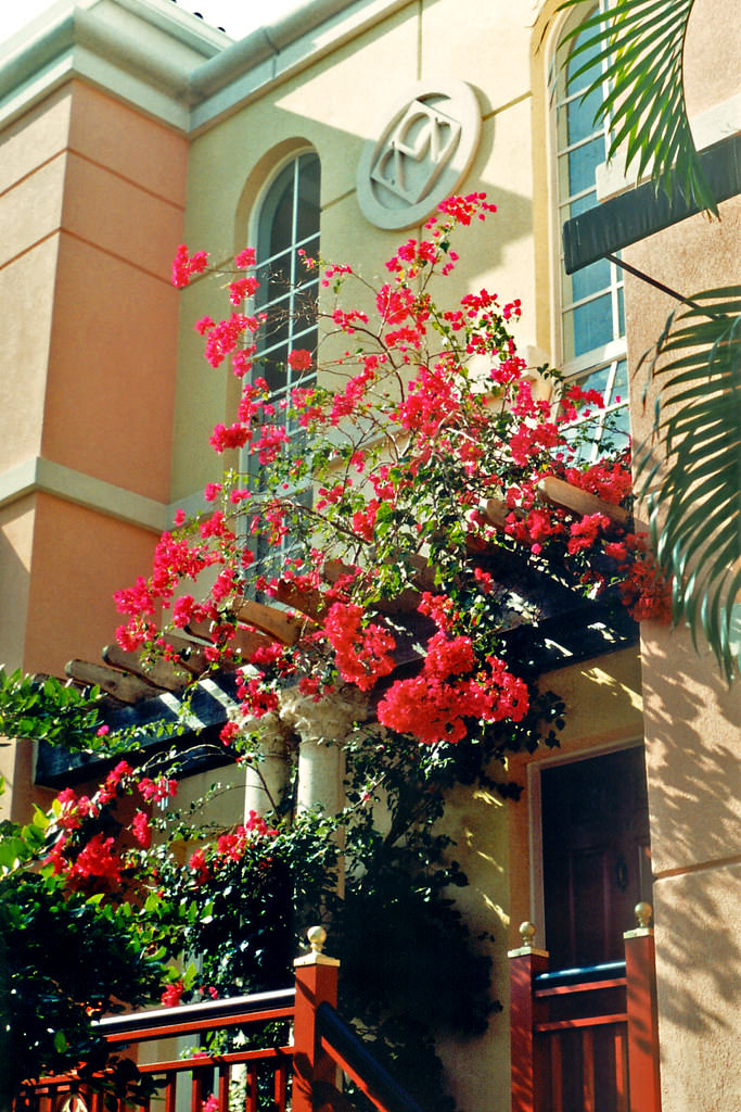 Bougainvillea, Mizner Park, Boca Raton, 1999.