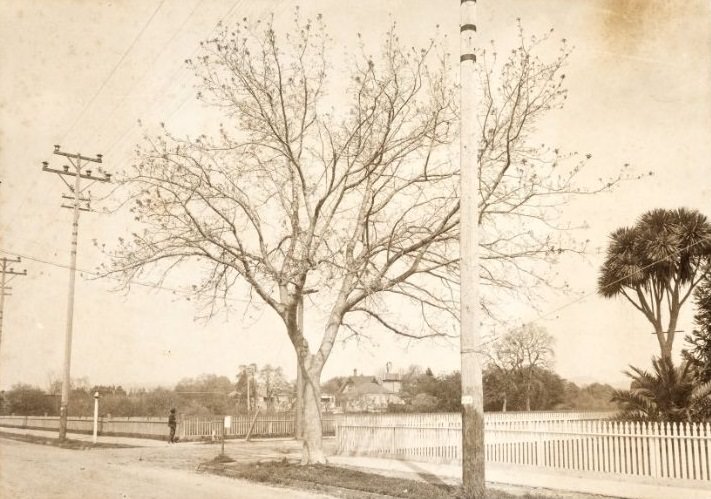 View of corner of Santa Rosa Avenue and Tupper Street 1895