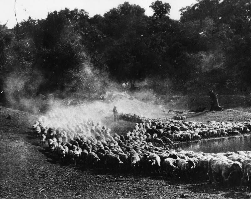 Flock of sheep watering 1878