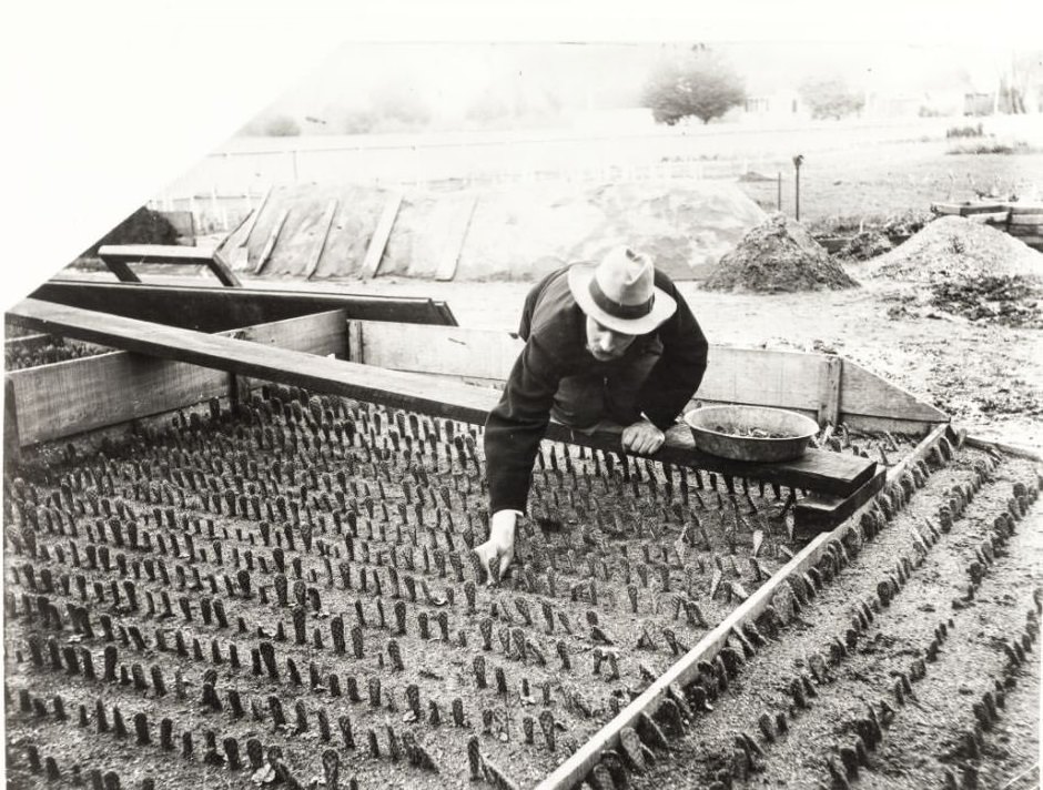 Burbank planting Cactus 1890
